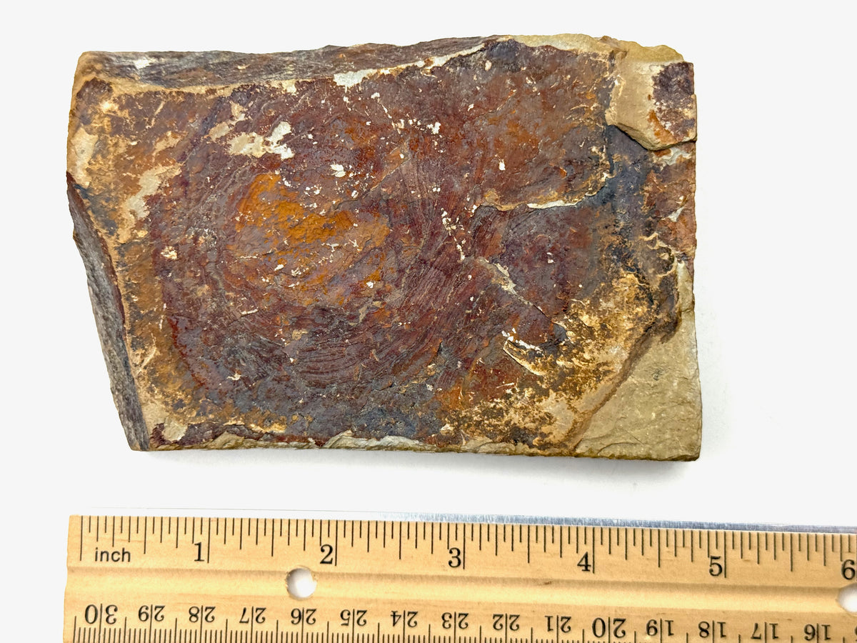 Nakayama Maruka Kiita Iromono Nashiji (Kato Era) Very Rare Japanese Natural Finishing Whetstone